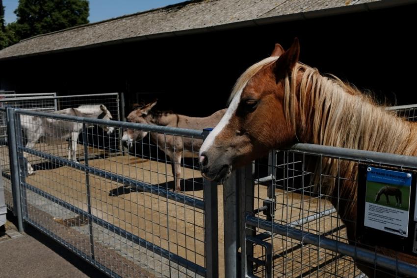 Pets Corner Horses 943565