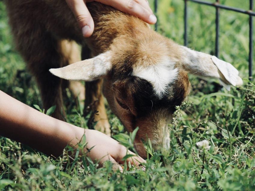 Petting Zoo Farm 515456