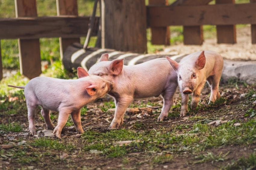 Piglets 402279