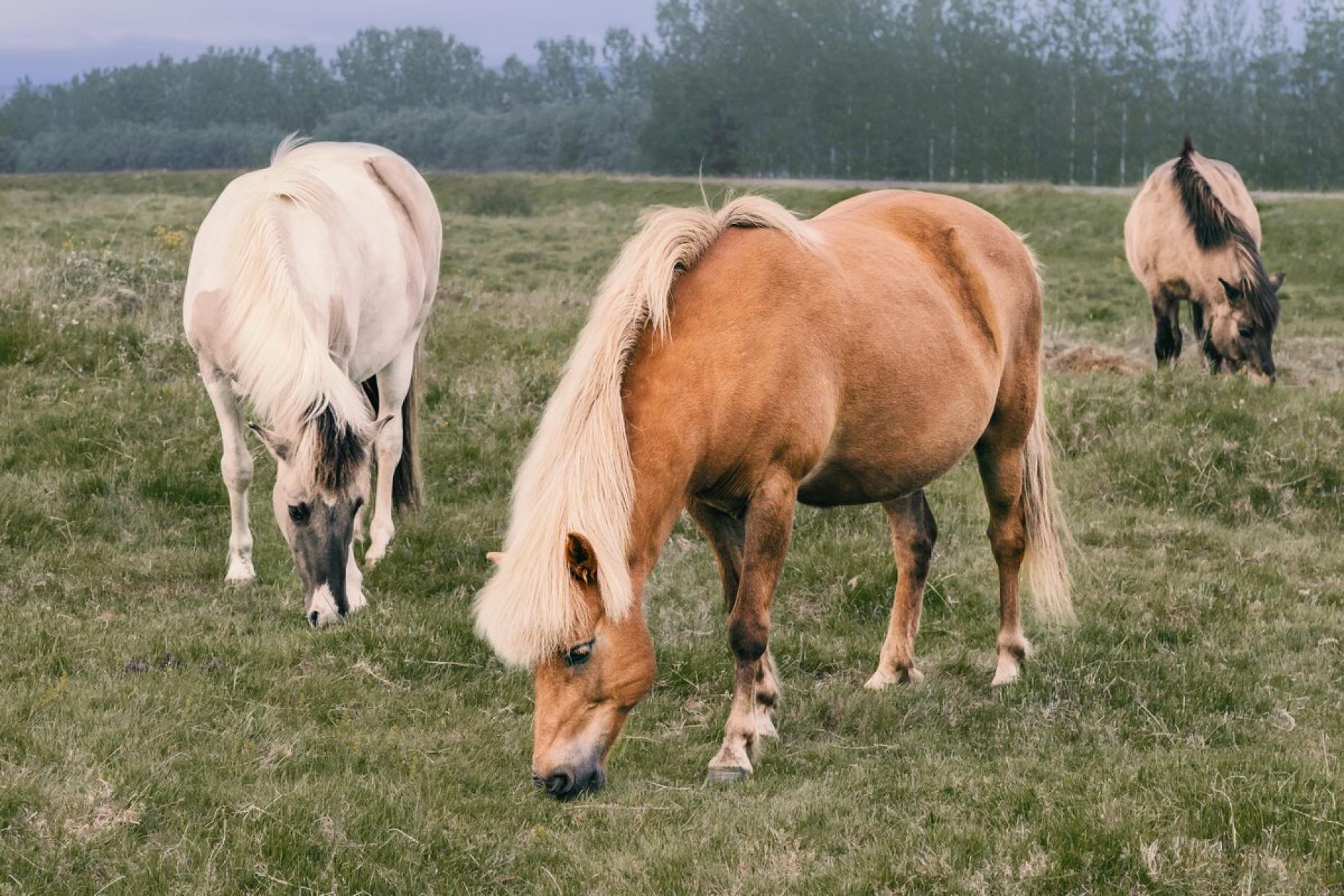 Ponies 398721