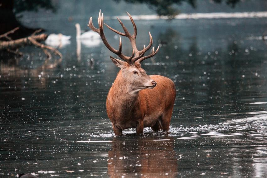 Red Deer Water Winter 637523