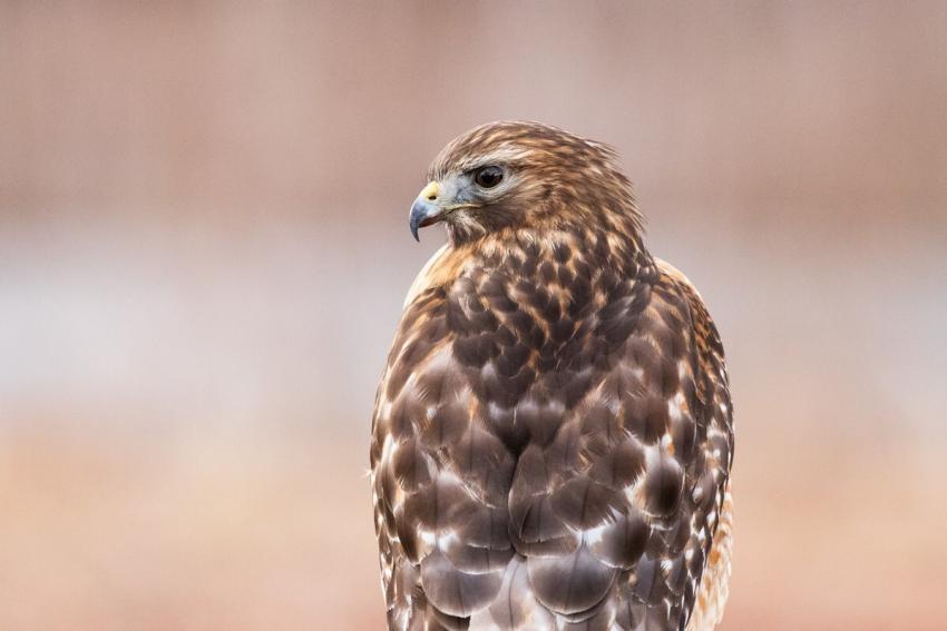 Red Kite Bird Prey 637525