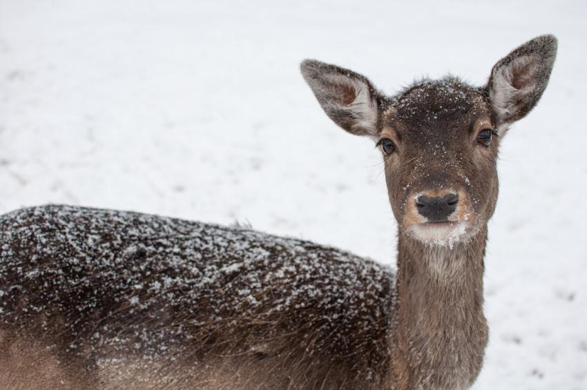 Roe Deer Winter Snow 637527