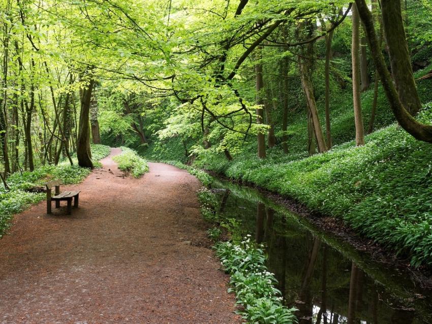 Skipton Castle Woods 942059