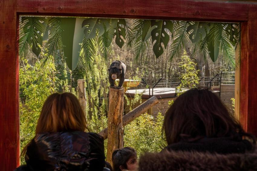 Sun Bear Heights 943732