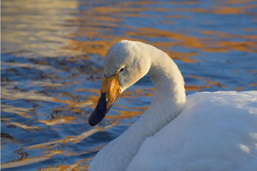 Swan Bird Winter 637526