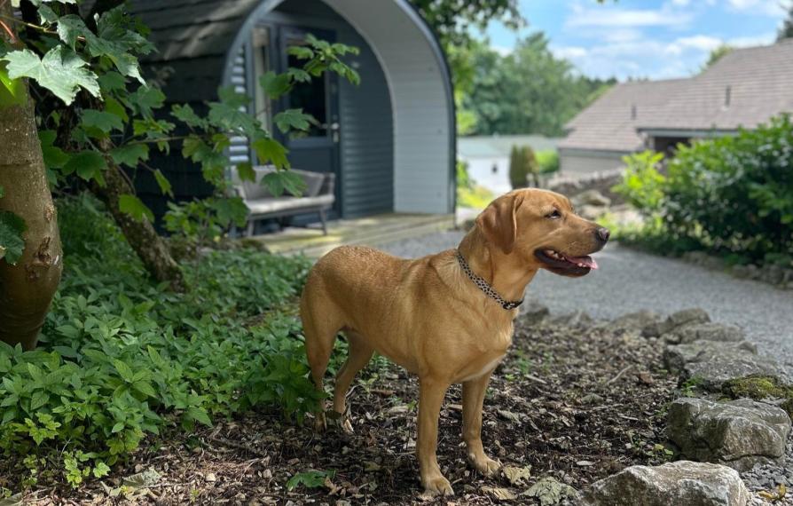 Tilly Dog Friendly Walks 797294