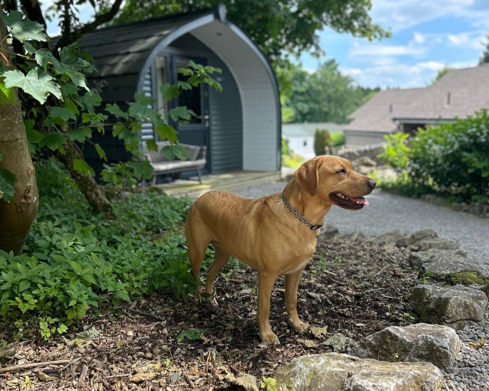 Tilly Dog Friendly Walks 797294