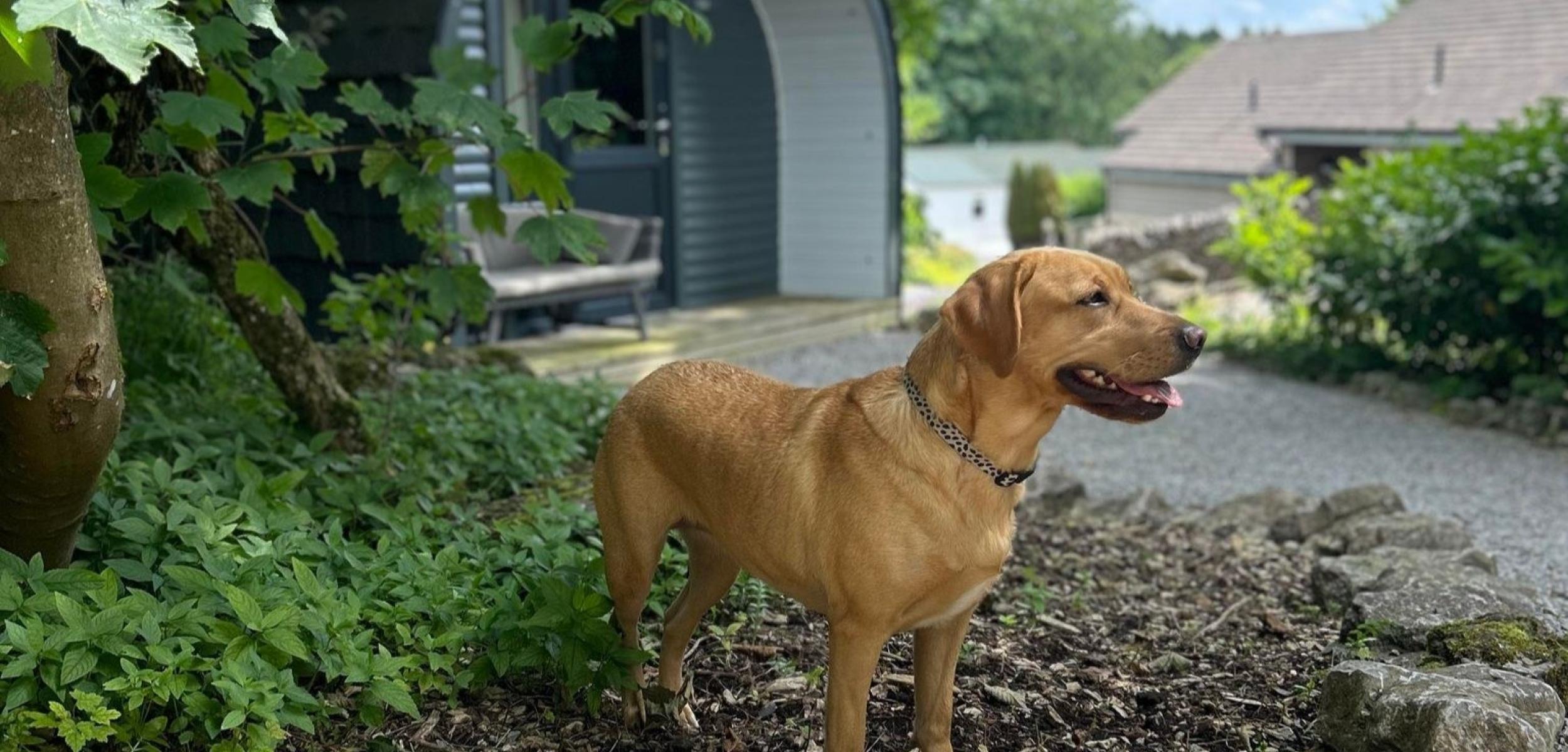 Tilly Dog Friendly Walks 797294
