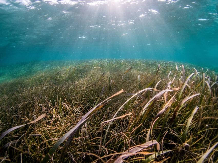Underwater Sea Grass 506610