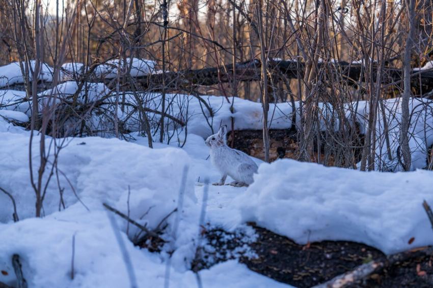 Winter Hare Rabbit Snow 637524