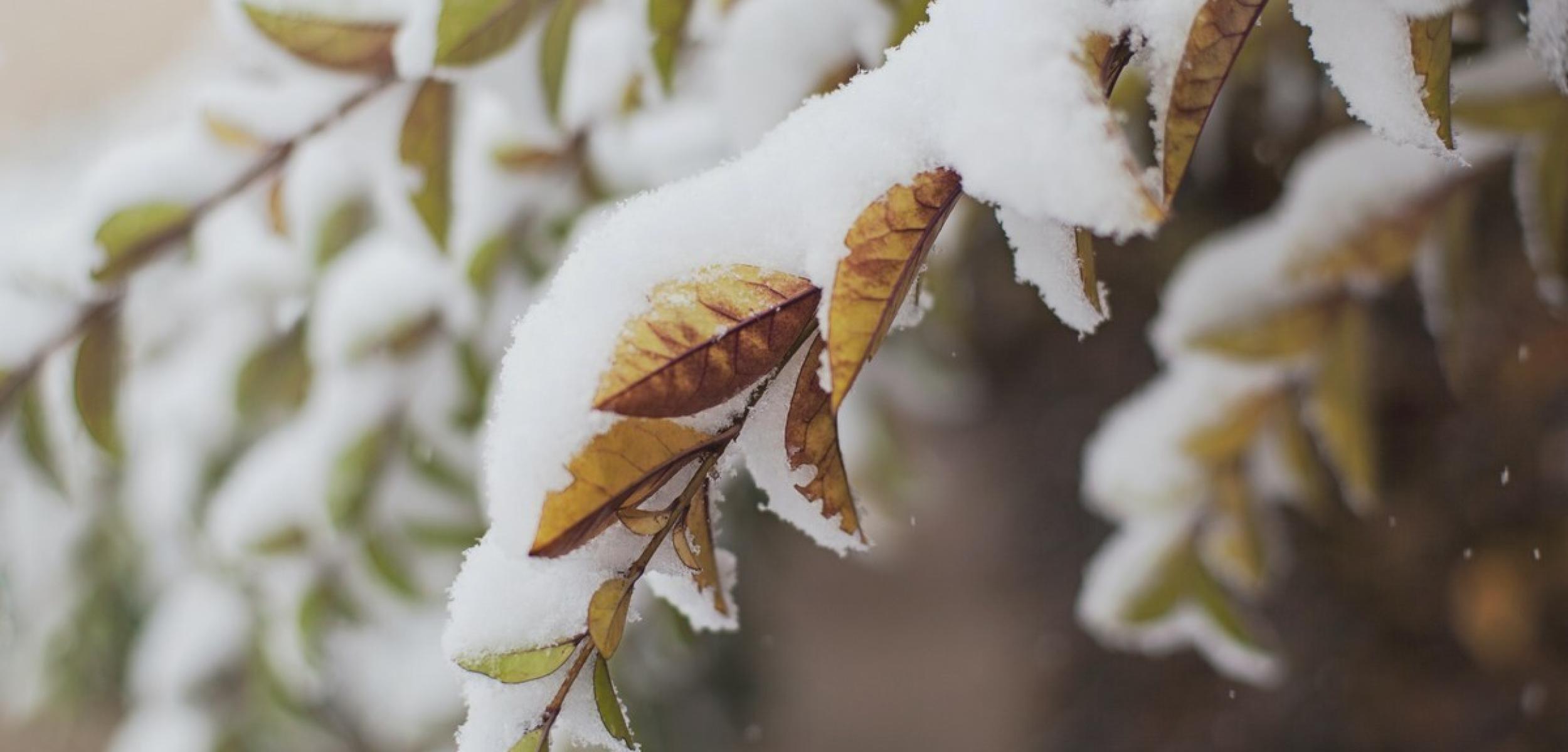 Winter Nature 616874