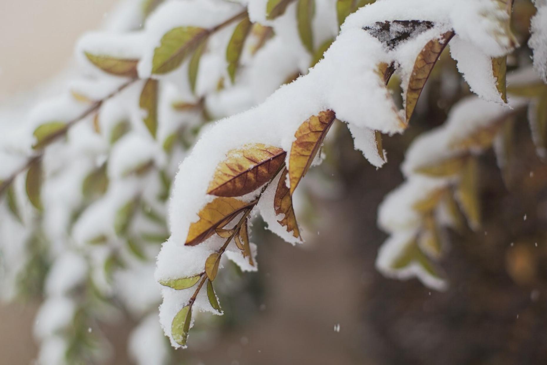 Winter Nature 616874