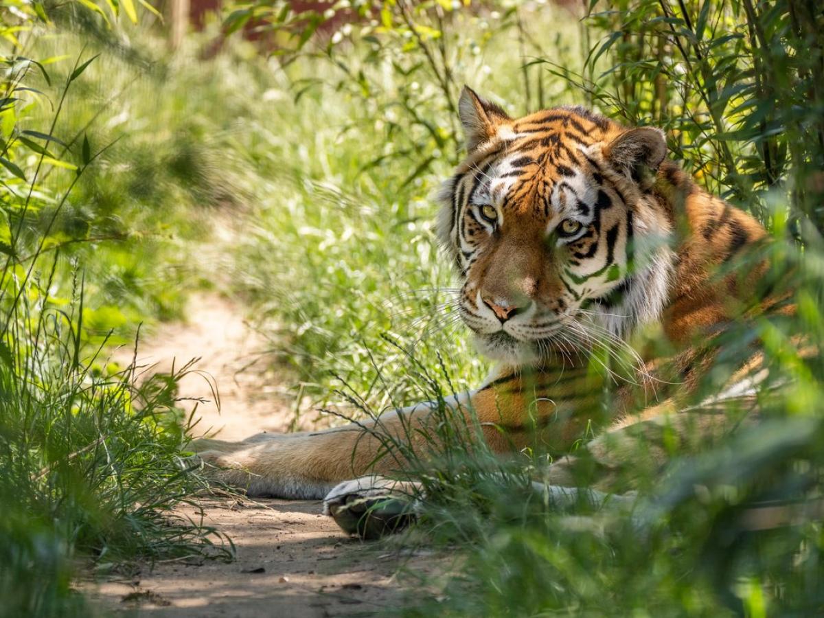 Amur Tiger