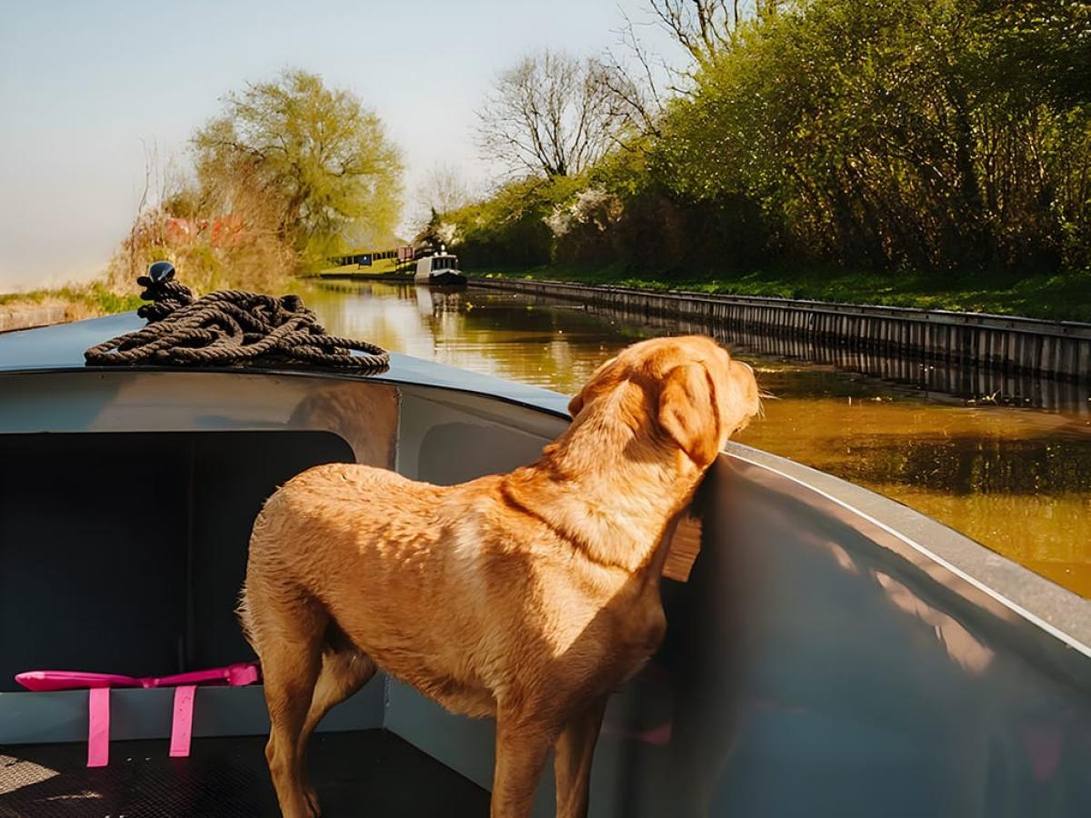 Boat Hire 1