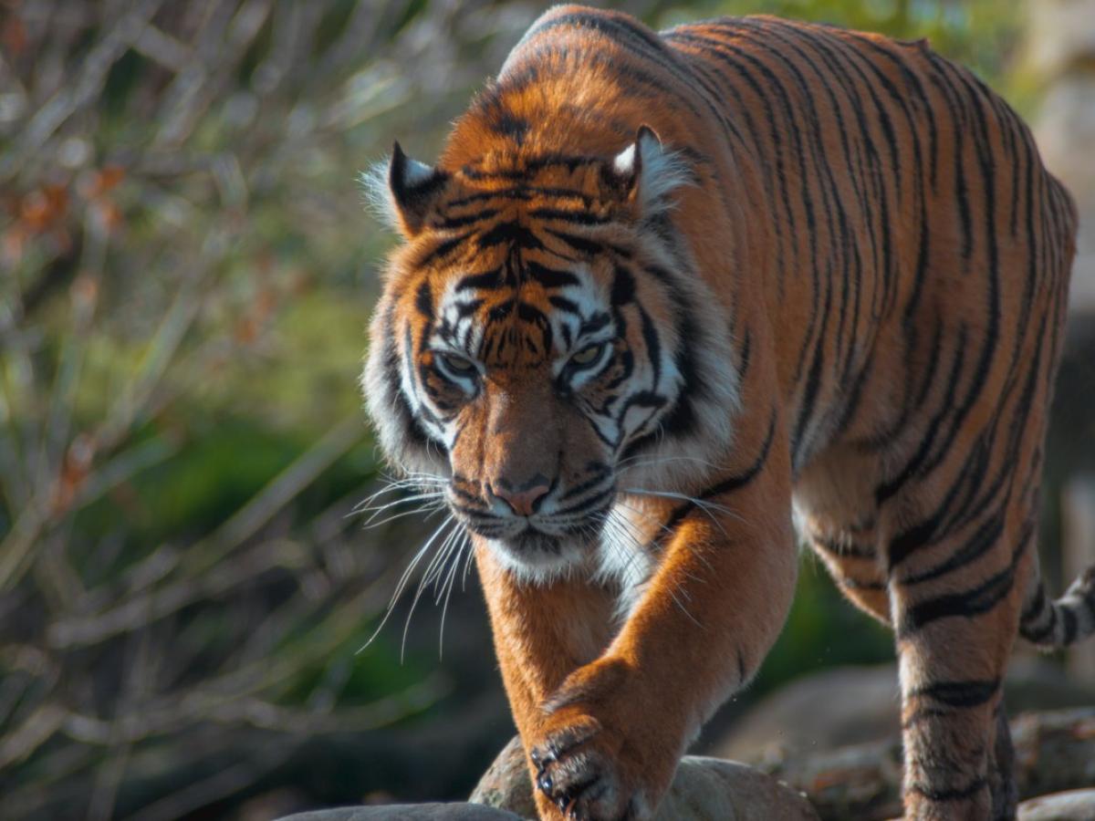 Chester Zoo Tiger 398712