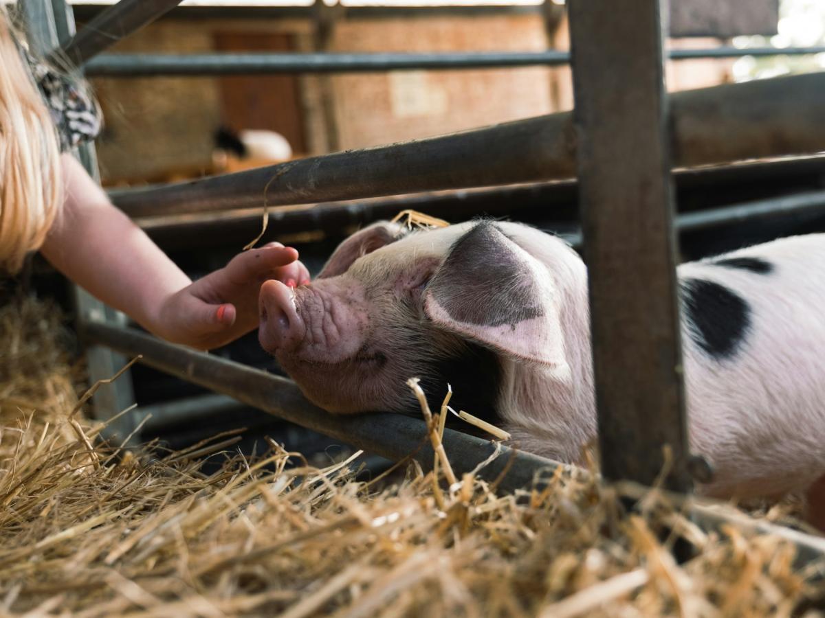 Farm Park Animals 1 
