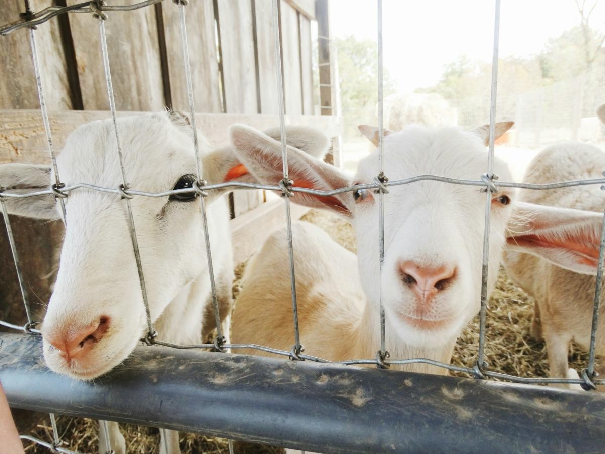 Farm Park Animals 2 