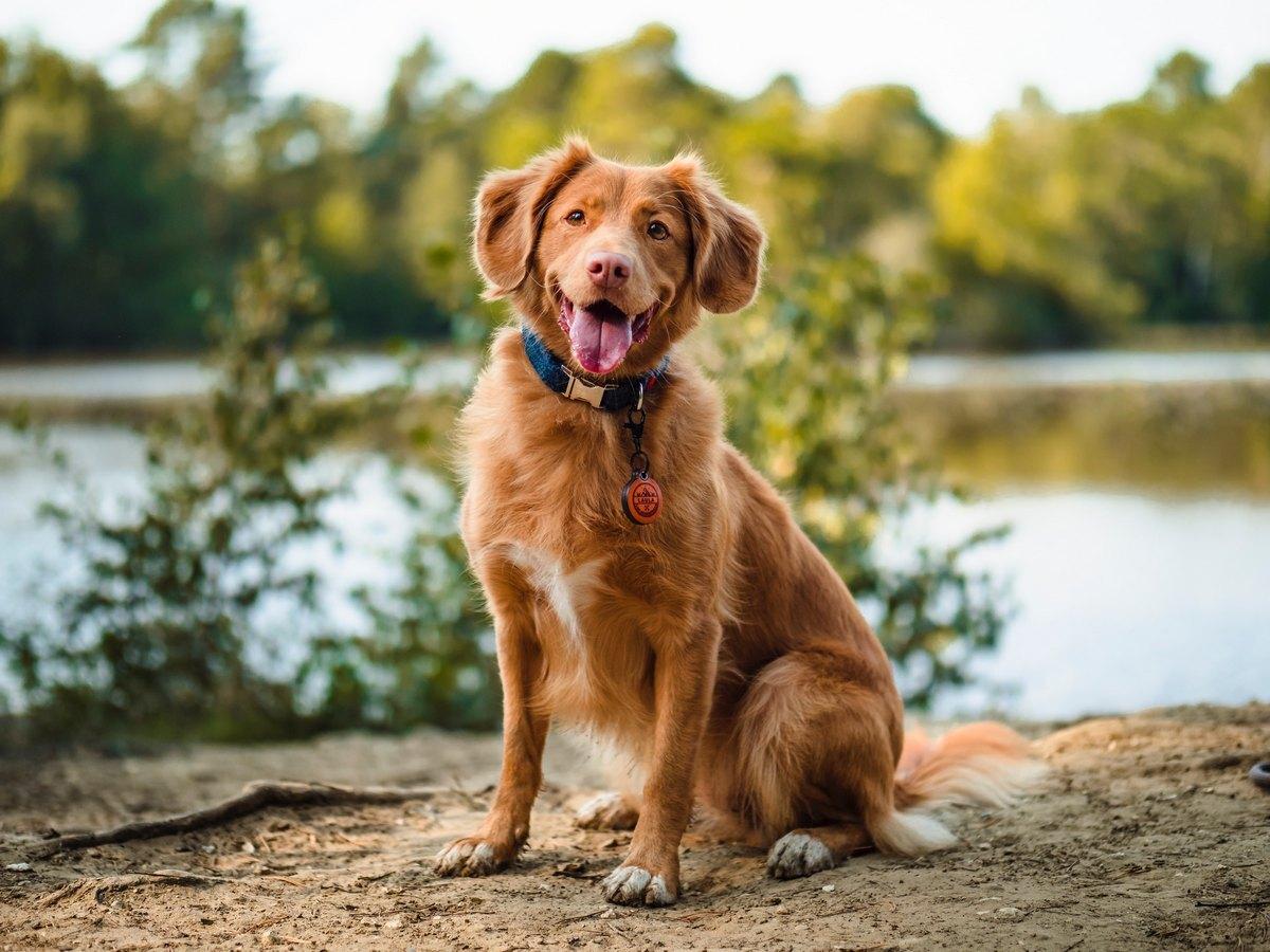 Roy Dog Friendly Unsplash 283480