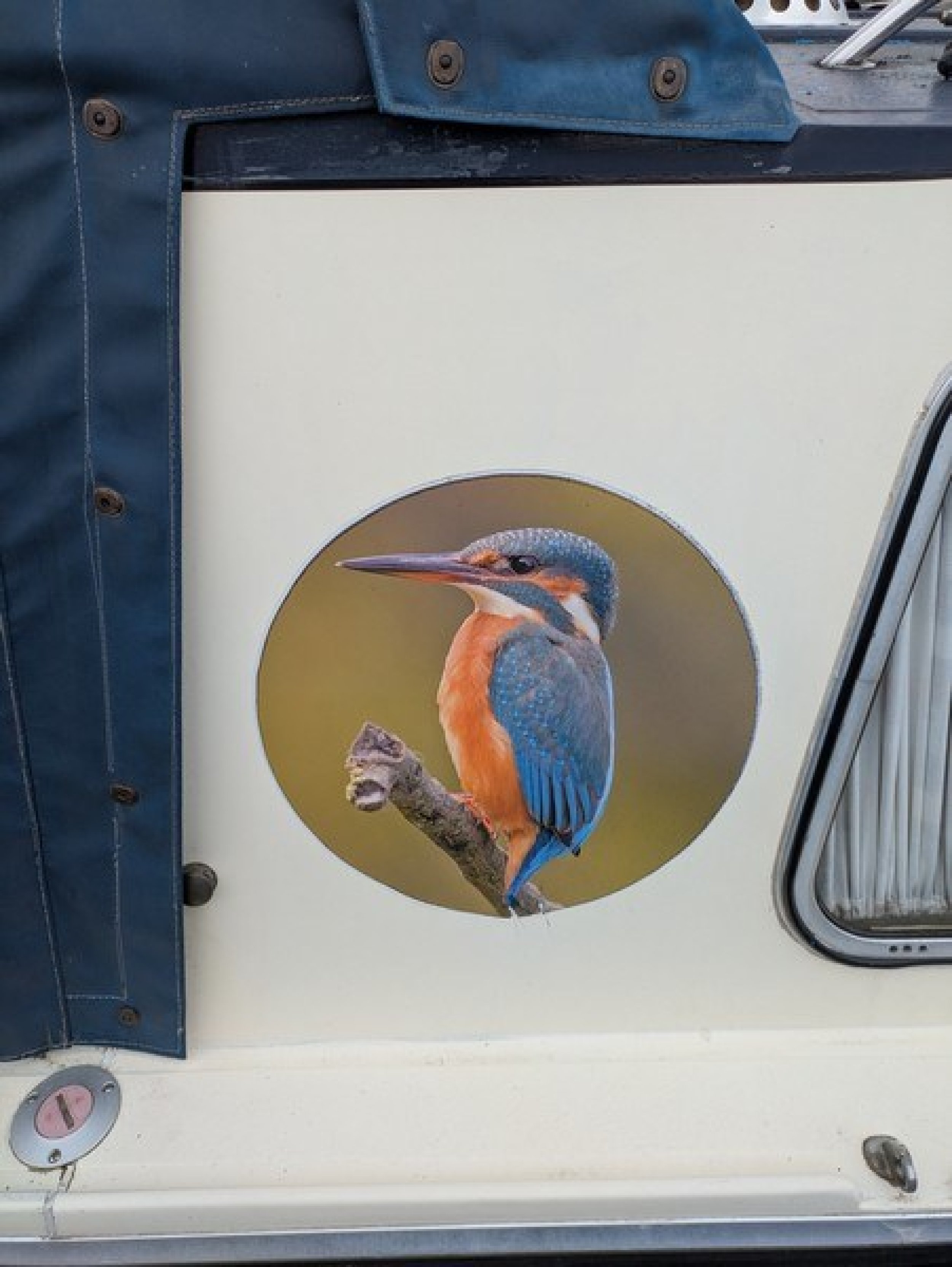 Kingfisher